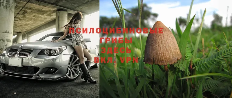 Псилоцибиновые грибы Psilocybe  купить наркоту  Ясногорск 